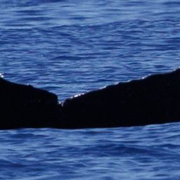 Fluke of HW-MN0445799