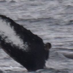Fluke of Churchil