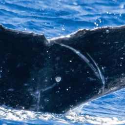 Fluke of HW-MN0445804