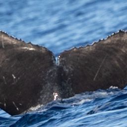 Fluke of 2025-2026 calf of HW-MN0443252