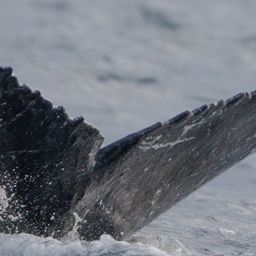 Fluke of HW-MN0445860