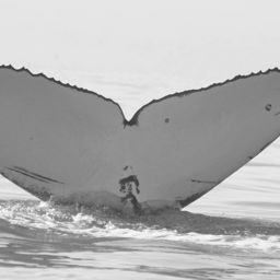 Fluke of FIBB-1BB114