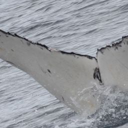 Fluke of 156650