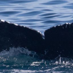 Fluke of CRC-23788