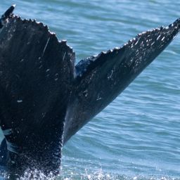 Fluke of HW-MN0504090