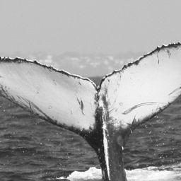 Fluke of CRC-20197