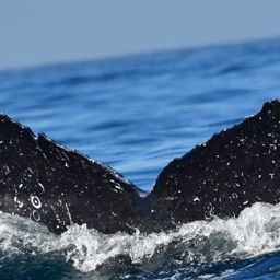 Fluke of HW-MN0525281
