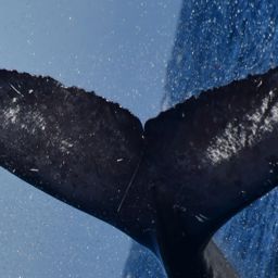 Fluke of BCX2560