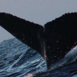 Fluke of 2025-2026 calf of CRC-21354
