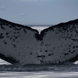 Fluke of AHWC-4122