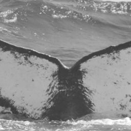 Fluke of CRC-10303