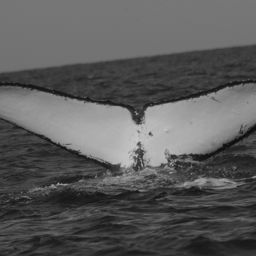 Fluke of CRC-19615