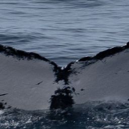 Fluke of FIBB-1BB002