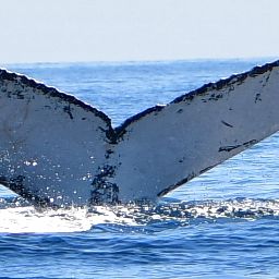 Fluke of FIBB-1BB130