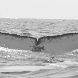 Fluke of FIBB-1BB097