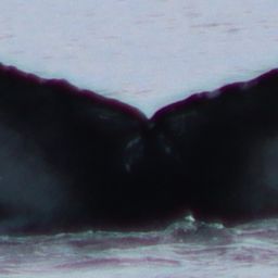 Fluke of HW-MN0104712