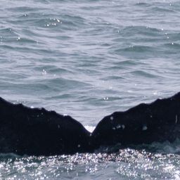 Fluke of HW-MN0504094