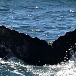 Fluke of HW-MN0504096