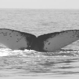 Fluke of FIBB-2BB179
