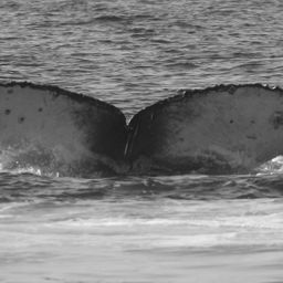Fluke of FIBB-2BB255