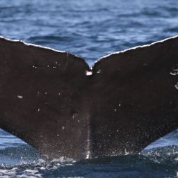 Fluke of Marcell