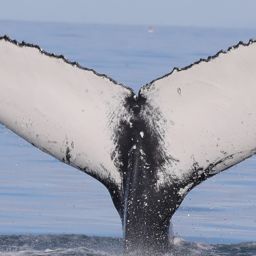 Fluke of HW-MN0104731