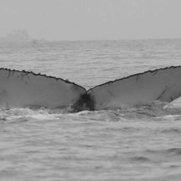 Fluke of FIBB-2BB231
