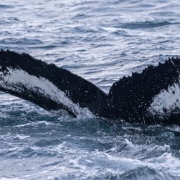 Whale fluke