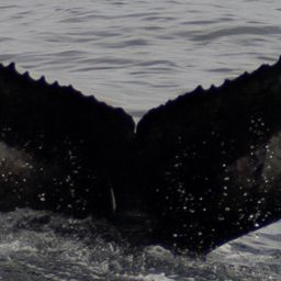 Fluke of HW-MN0104744