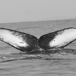 Fluke of CRC-22905