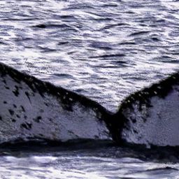 Fluke of HW-MN0510926