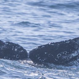 Fluke of HW-MN0504103