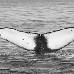 Fluke of CRC-17187