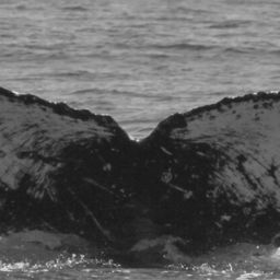 Fluke of FIBB-2BB187