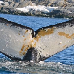 Fluke of AHWC-4135