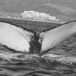 Fluke of CRC-21209