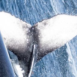 Fluke of 2025-2026 calf of CRC-12300