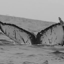 Fluke of CRC-21250
