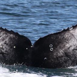 Fluke of HW-MN0510927