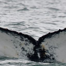Fluke of HW-MN0104761