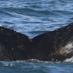 Fluke of HW-MN0104771