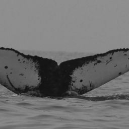 Fluke of CRC-23182