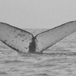Fluke of CRC-10890