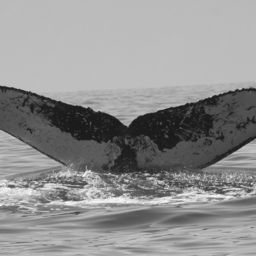 Fluke of FIBB-2BB073