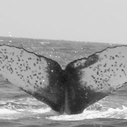 Fluke of FIBB-2BB079