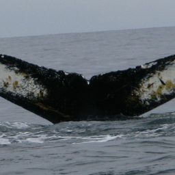 Fluke of Jagbi