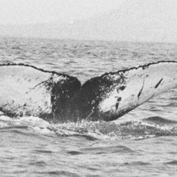 Fluke of FIBB-2BB077