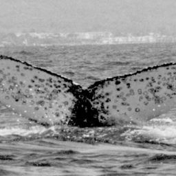 Fluke of FIBB-2BB015