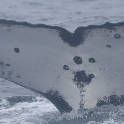 Fluke of BTBEL-I_PAL_20250204_10_1