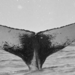Fluke of CRC-13610